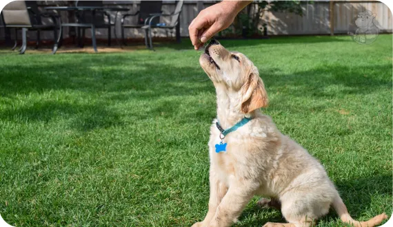 szczeniak nagradzany smaczkiem podczas treningu